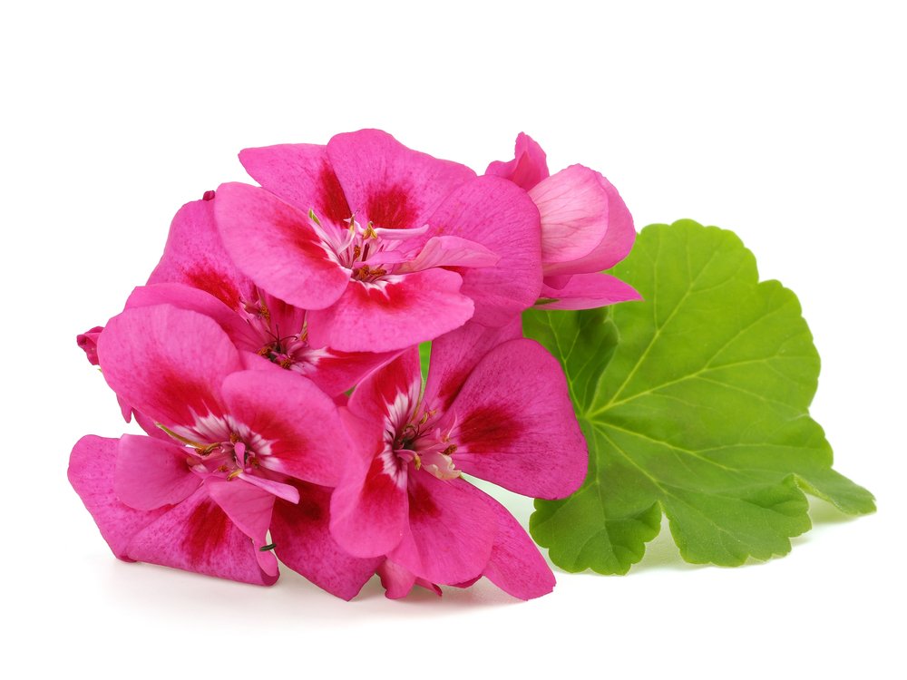 US Organic 100% Pure Geranium Essential Oil - USDA Certified Organic, Steam Distilled - W/Euro droppers (More Size Variations Available) (15 ml / .5 fl oz)