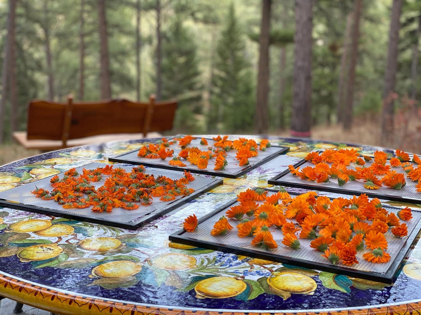 Aromatics International Calendula Hydrosol 100ml | Gentle Aromatic Mist for Daily Use